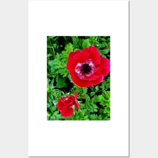 Delicate red and white anenome Posters and Art